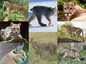 300px-the_felidae1